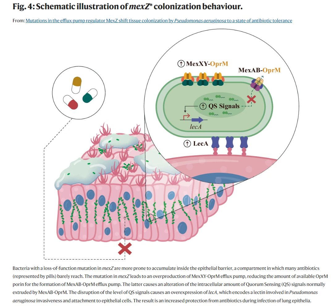 Mutations in an efflux pump regulator shift tissue colonization by #Pseudomonas aeruginosa to a state of antibiotic tolerance

@PabloLaborda95 @Rigshospitalet @DTUBiosustain

#AntibioticResistance #bacteria #microbiology

nature.com/articles/s4146…