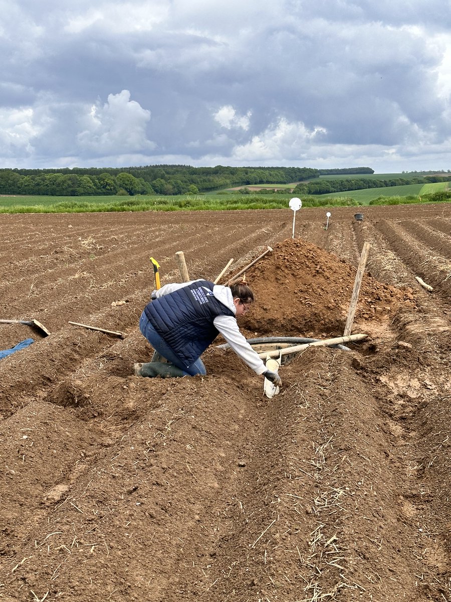 Etude du #ruissellement et de l'érosion des #sols dans une parcelle de #pommesdeterre.  2 modalités de travail du sol testées #Labour et Pré-buttage d'automne. Objectif: mesurer la différence de #ruissellement, de quantité de #terre arrachée et de #rendement entre les modalités.