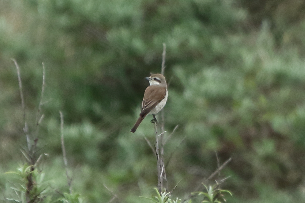 Duncan Watson tweet media