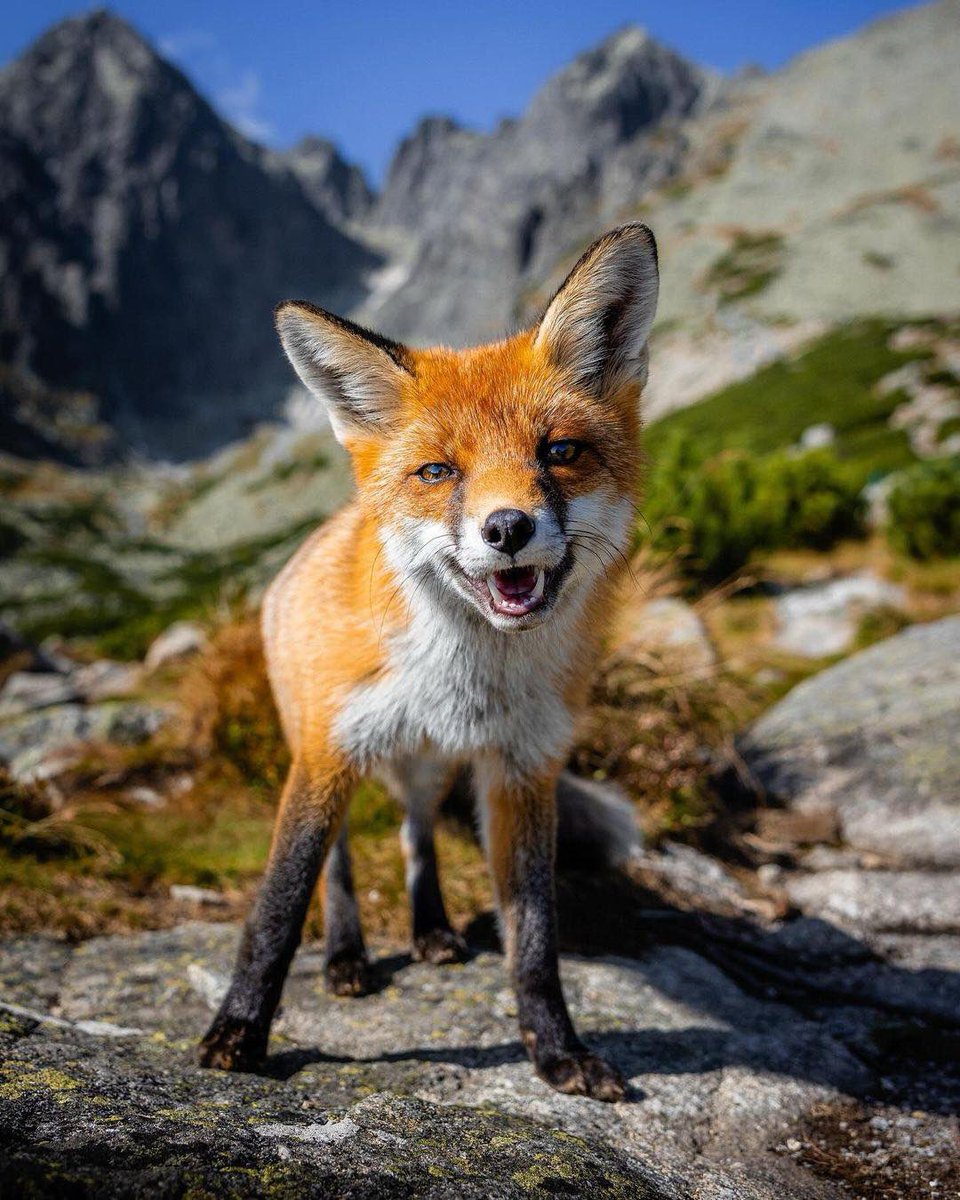 Eliška, the famous #fox 🦊 of the #HighTatras, poses gracefully with her striking red coat and curious eyes, embodying the region's natural charm. #ThisIsSlovakia 🇸🇰 Photo: Konstantin Exploring #slovakia #tatry #wildlife #redfox #cuteanimals #visitslovakia