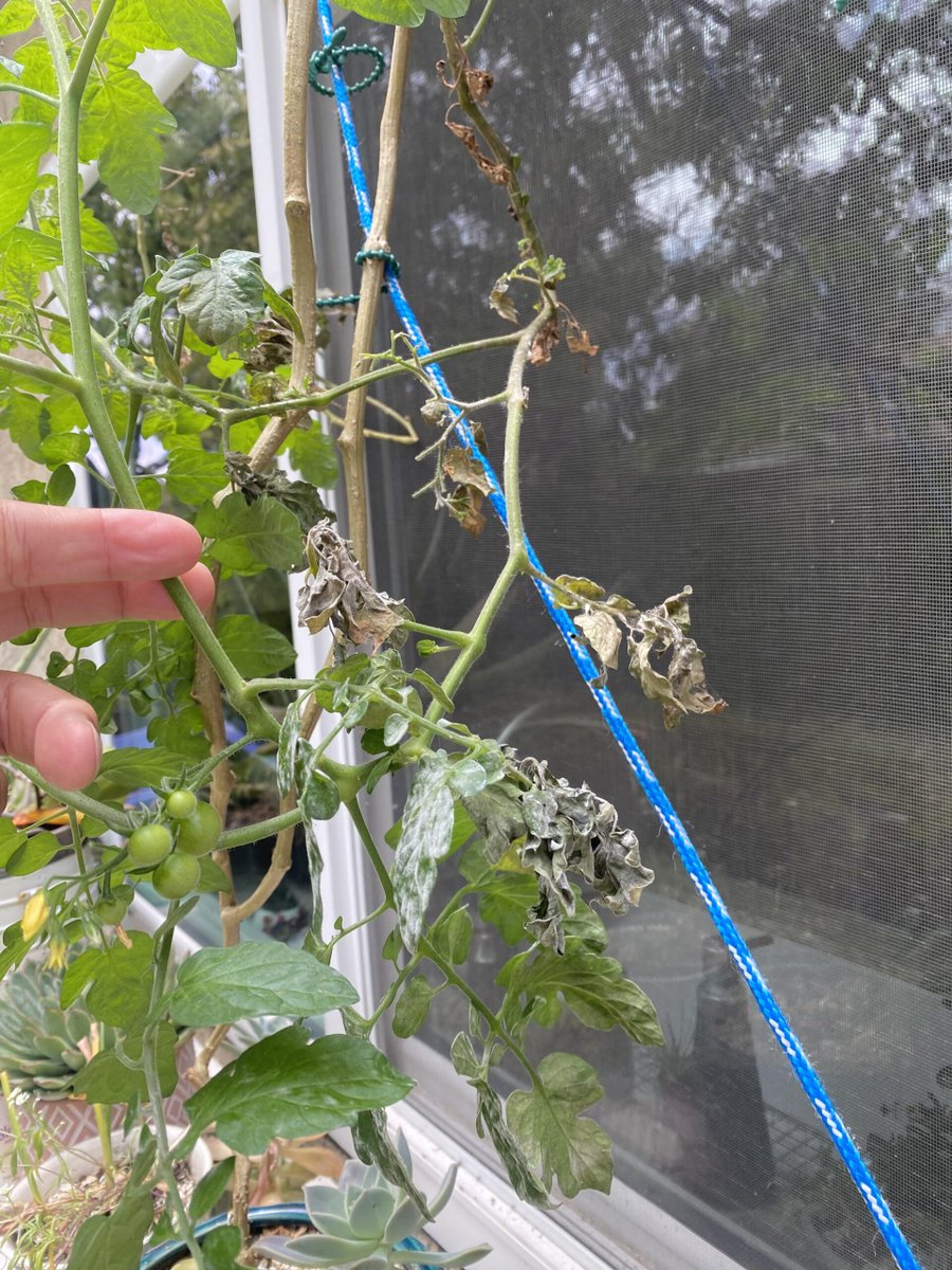 What is wrong with the end of my indeterminant? diningandcooking.com/1407614/what-i… #GrowingTomatoes #Tomato #Tomatoes