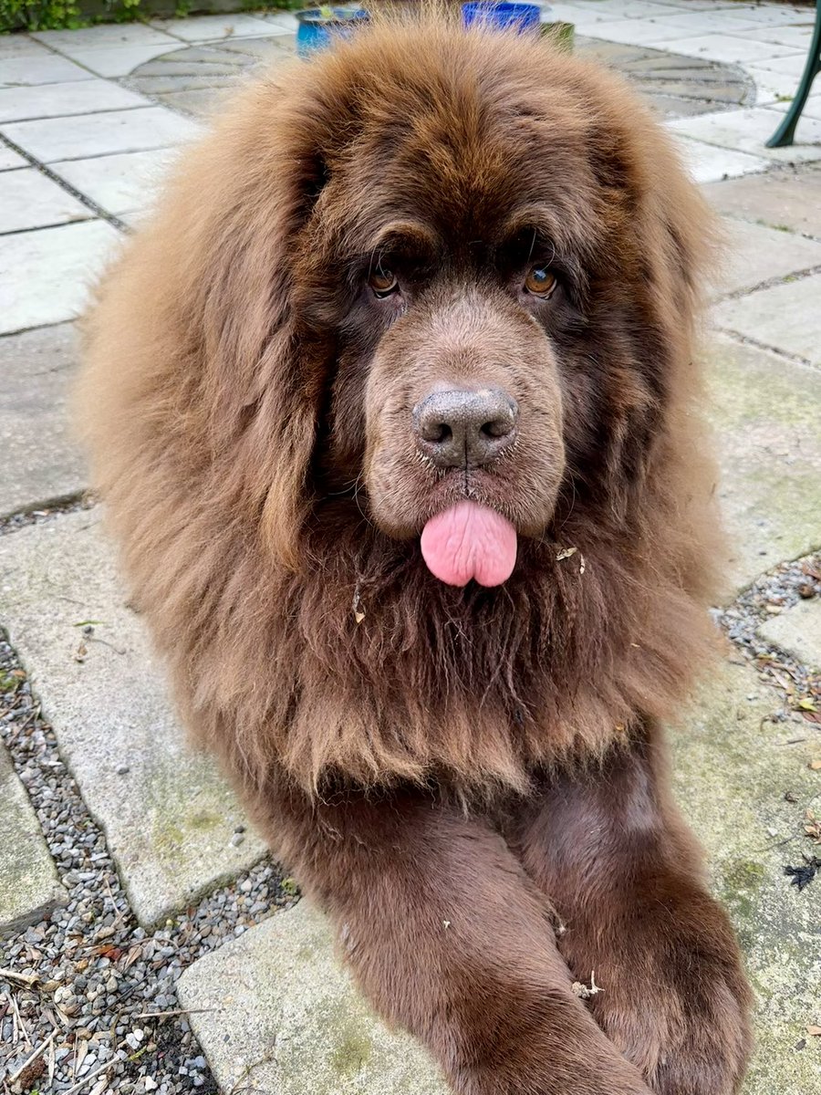 MediaClare's tweet photo. Back from vets with my bear! Was prepared for the worst but they gave me 5 days anti inflammatory meds to try. Hoping they help him move easier again. π₯°πΎβ¨
#authorpets #readingbuddy #newfie #FurBabyLove #DogLove #kidsBookChatacter #AuthorLife https://t.co/mDYEdodG9D