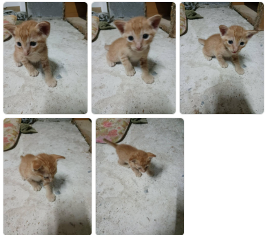 Catster & Co บ้านพักพิงแมวจร tweet media