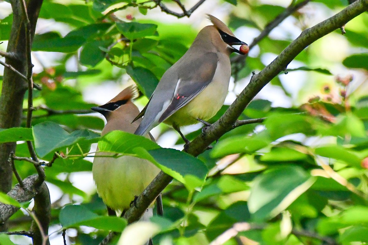 Good morning from Central Park! It's that time of year where we lucky New Yorkers get to watch the adorable courtship behavior of Cedar Waxwings passing berries to each other.  'I got this berry for you. No, I want you to have it, you take it.' Passing back&forth cuteness! 😍