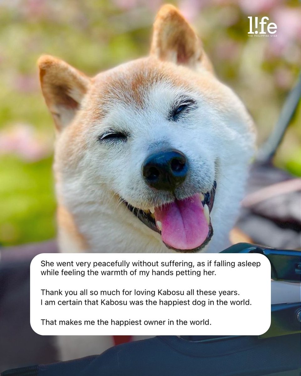 'HAPPIEST DOG IN THE WORLD' Kabosu, who inspired the 'doge' meme cryptocurrency, has died at 18. The internet-famous dog had been battling leukemia and liver disease. READ: tinyurl.com/2nz65jab