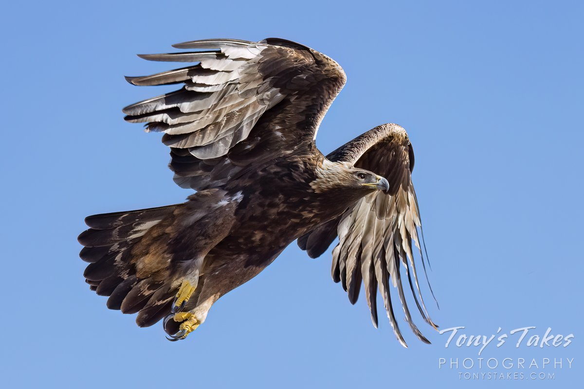 Golden eagle launches into the morning light. Oh, what a charmed encounter this was back in February. Such an amazing raptor and it gave me a nice show. #birding #eagle #goldeneagle #wildlife #wildlifephotography #Colorado #GetOutside