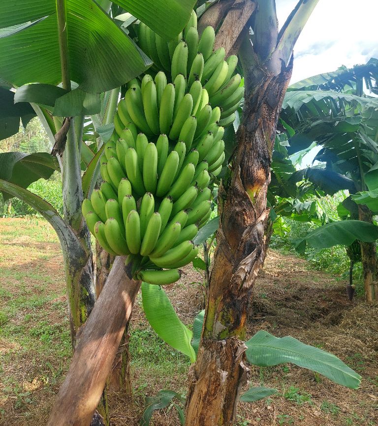 My bananas are ready for cooking.

It took me 18 months to farm them.

I will gift my first harvest to my parents and my favourite followers. 

#FoodFriday