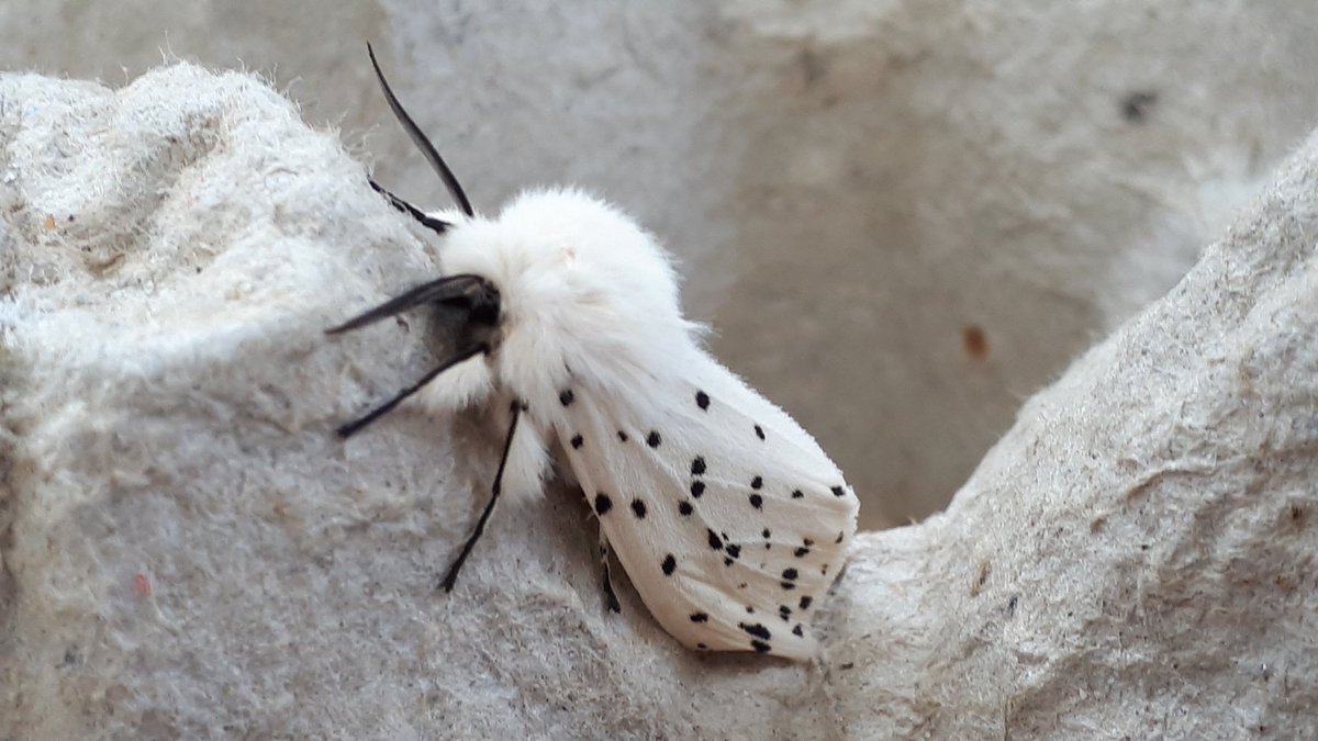 Great to see the results from one night's moth trapping @RowantNNR This is a white ermine #moth @ChilternsNL @UpperThamesBC #NNR day. @ChilternsCCC
