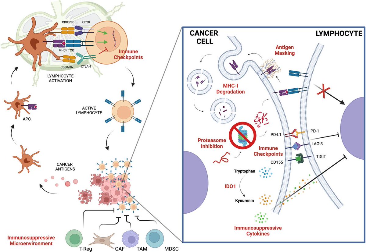 angelopirozzi3's tweet photo. 🎯Comprehensive review from @GervasoLorenzo about
🟢Rationale of #neoadjuvantimmunotherapy in #GImalignancies
 🟢completed trials in both #MSI-H and #MSS tumors
🟢Future perspectives
👇https://t.co/QQw7b8aDbp

#GIcancers #immunescape #NAT https://t.co/uIvH7PzJLy