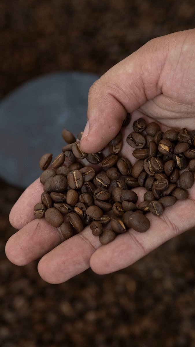 🇧🇷 ☕ Au Brésil, un café haut de gamme est produit dans des exploitations appartenant uniquement à des afro-descendants, comme une 'réparation historique' dans un pays où le café reste associé aux souffrances de l'esclavage #AFPVertical ⤵️

🎥@douglasmagnoDM @FloplaucheurFlorian