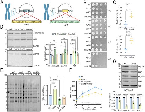 From MBoC
Genetic inactivation of essential HSF1 reveals an isolated transcriptional stress response selectively induced by protein misfolding

Cells counteract stress by inducing adaptive transcriptional programs. Hsf1 in yeast is solely responsible

doi.org/10.1091/mbc.E2…