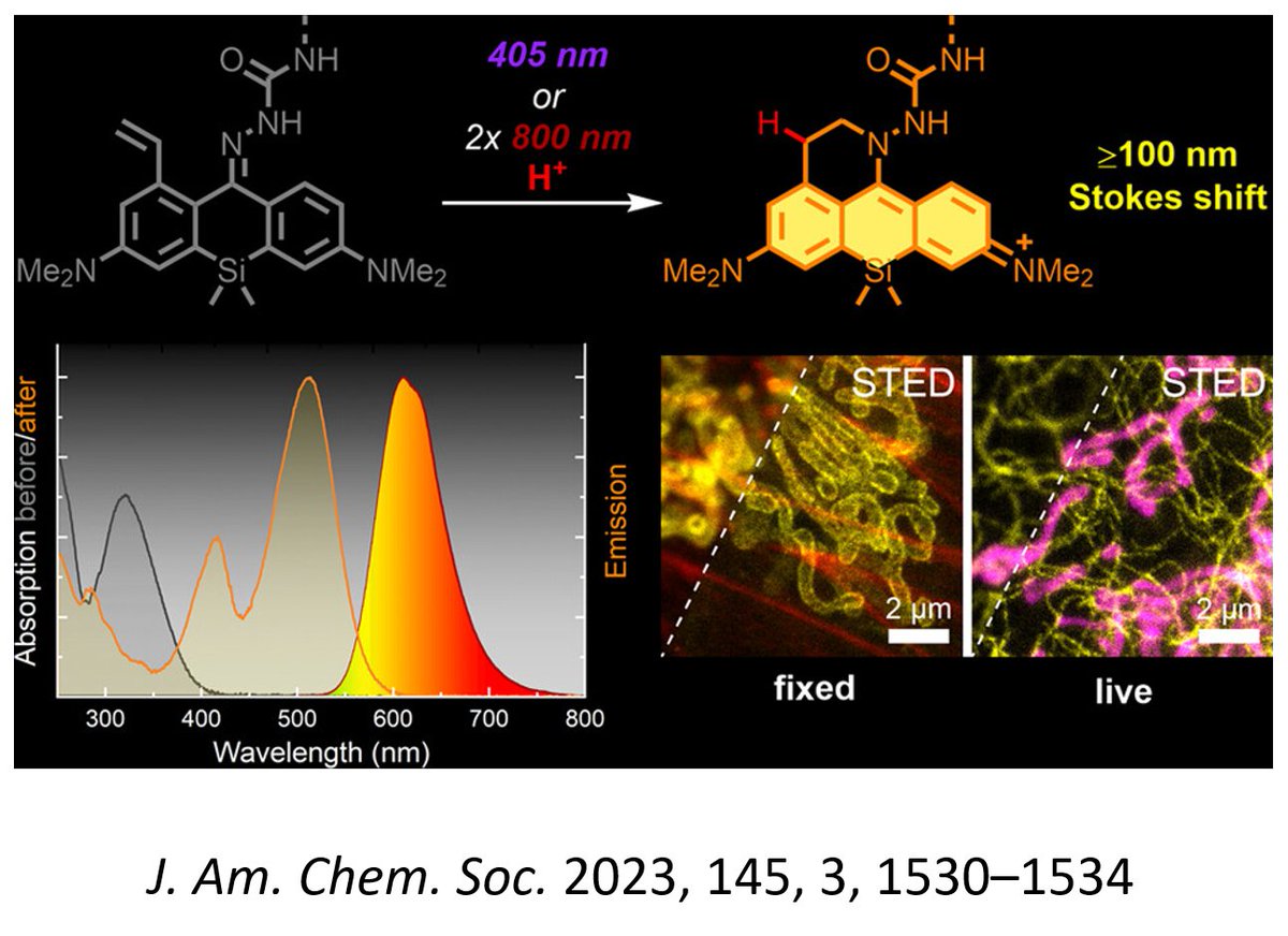 “Photoactivatable Large Stokes Shift Fluorophores for Multicolor Nanoscopy”. pubs.acs.org/doi/10.1021/ja…
by I. Likhotkin, R. Lincoln, M.L. Bossi, A.N. Butkevich &amp; S.W. Hell in JACS (2023).
#Fluorescence #Dyes #Microscopy #Superresolution #Nanoscopy