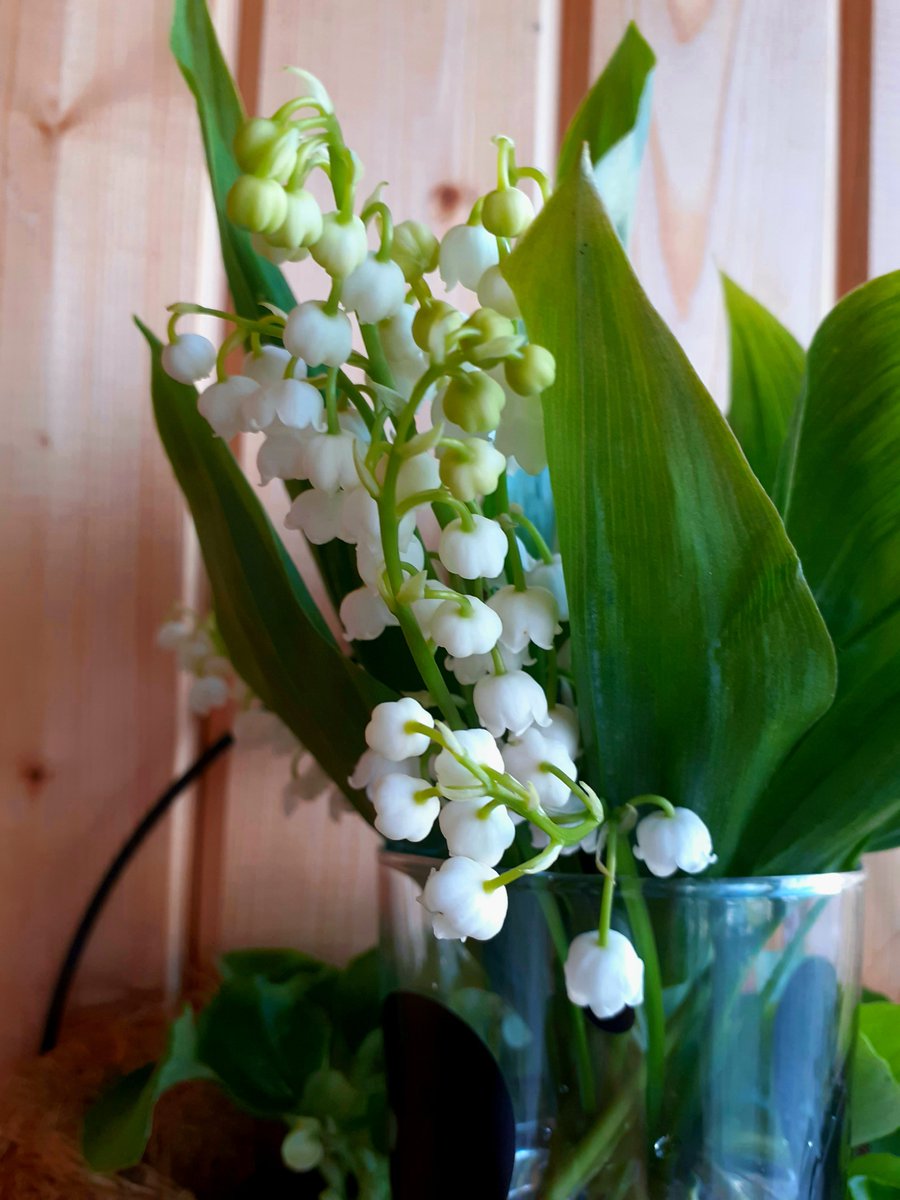 Lilly of the valley, tiny gentle white flowers which start blossoming in spring and spread their jasmine-like fragrance far and wide!

#SaveSoil #ConsciousPlanet