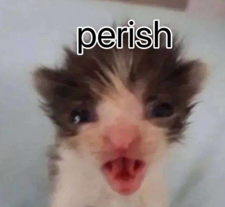 Cyril_Cyclops's tweet photo. @naenaekillme Nigga I just noticed this no theses cat accounts https://t.co/cNfVQQyXfs