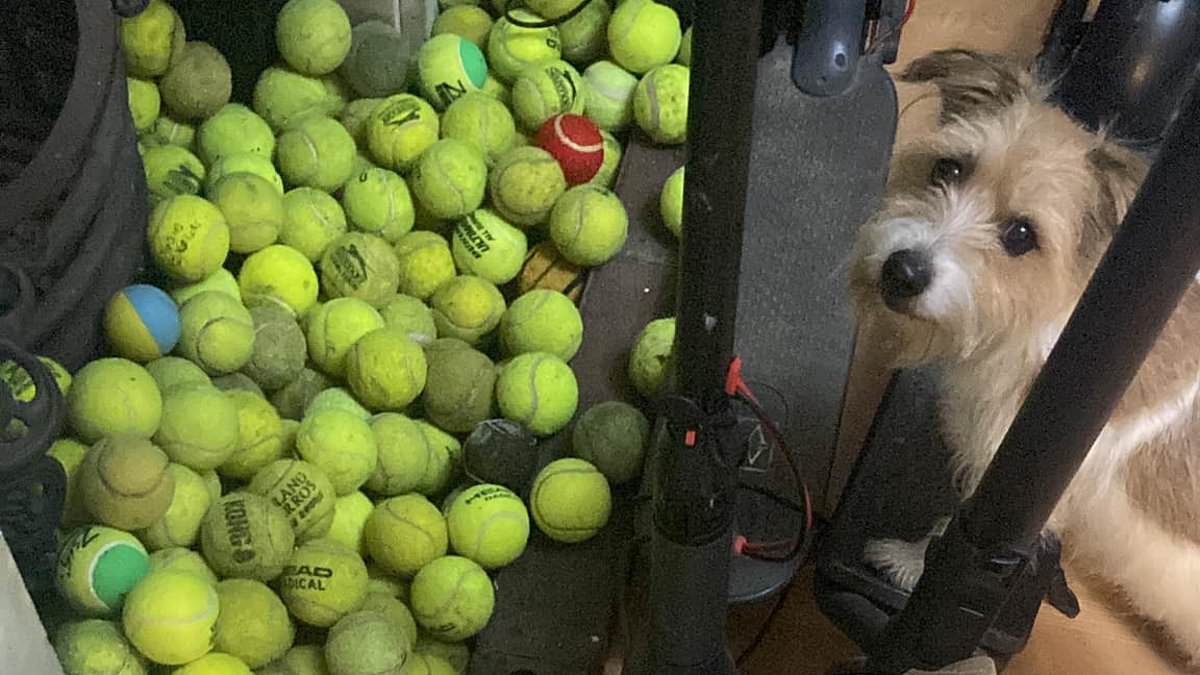 Dog owner is forced to return over 100 balls to tennis courts after her obsessed Jack Russell Buddy kept pinching them trib.al/zlyFqnv