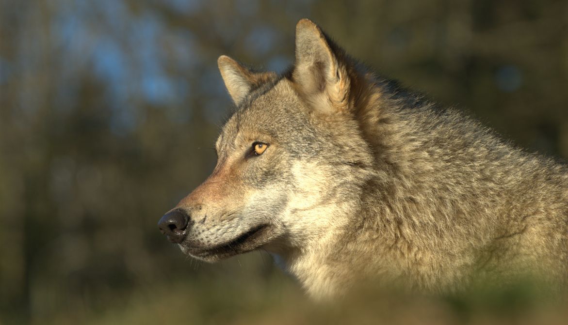La population de loups en France a chuté de 9 %. Les associations de protection animale demandent à l'Etat de baisser, en conséquence, le nombre de tirs autorisés, rappelant que l'espèce est 'strictement protégée' dans l'Union européenne. 👇 30millionsdamis.fr/actualites/art…