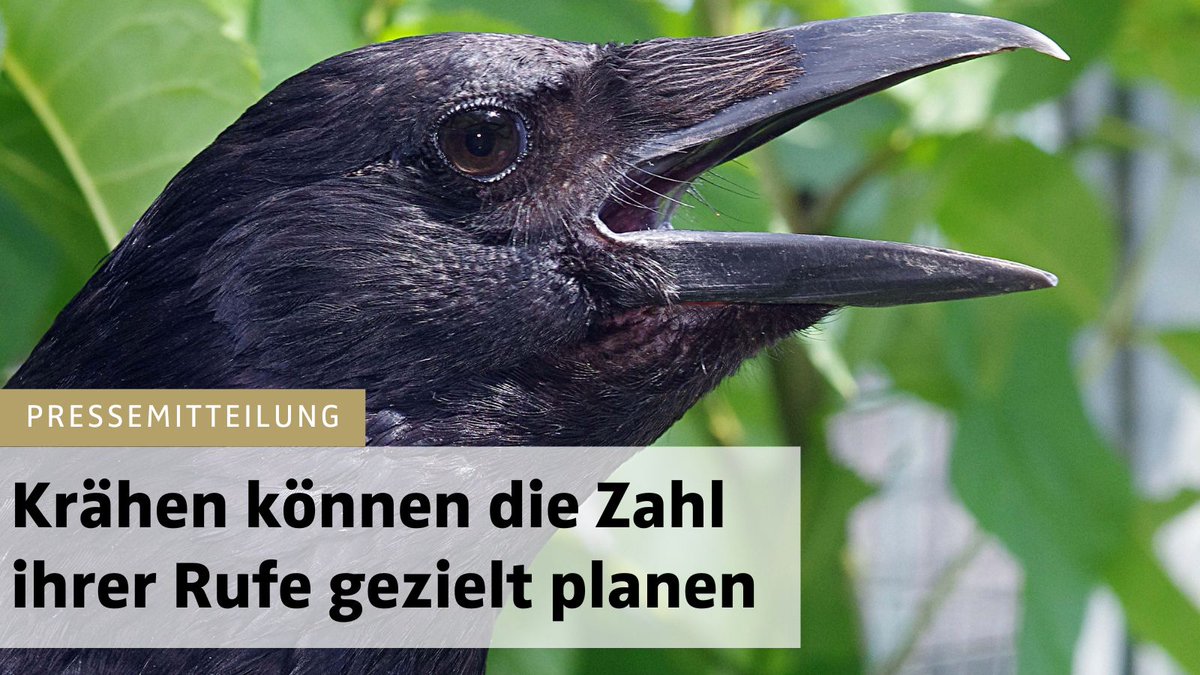 Forschungsteam der @uni_tue beobachtet im Verhaltensexperiment, dass #Rabenvögel bei Einsatz ihrer Stimme die Lautäußerungen mitzählen 👉 uni-tuebingen.de/universitaet/a… #InstitutfürNeurobiologie 📷 Andreas Nieder