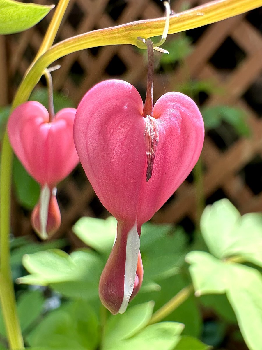“When two bleeding hearts collide, they have the power to mend each other's brokenness.” 💕 #FlowersOnFriday #GardenersWorld