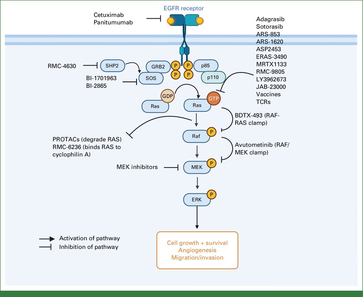 ⭐️KRAS inhibitors are here @ASCO #ASCO24 & here to stay for all future @asco @myESMO & all meetings. Some of the KRAS drugs that have entered trials featured in this editorial @JCOOP_ASCO 👉 Ready, Set, Go: Setting Off on the Mission to Target KRAS in Colorectal Cancer