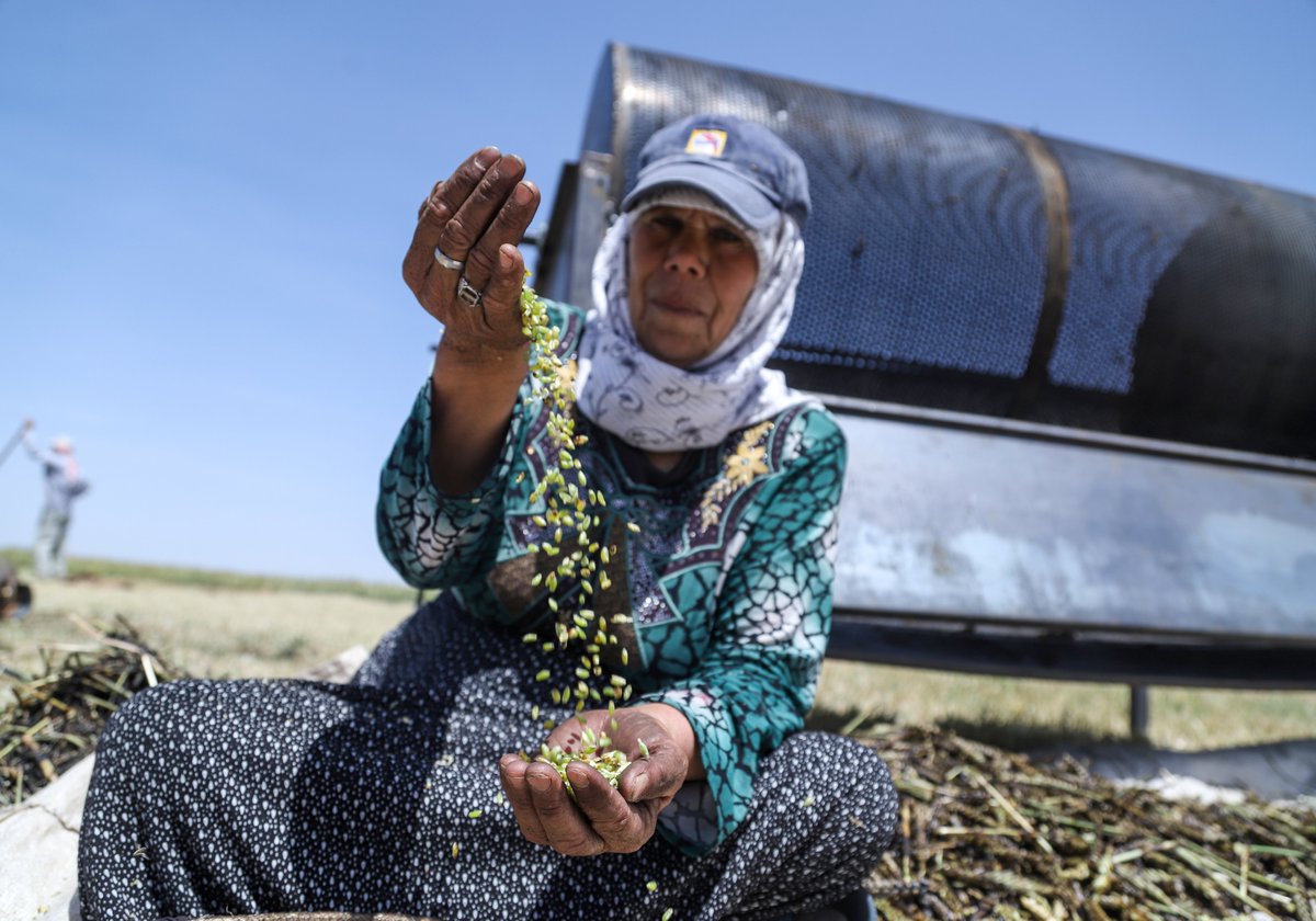 Founded by Syrians in response to the crisis in 2011, @ShafakOrg focuses on addressing urgent needs and building civil society. With their and @USAID support, women’s participation in local value chains provides a new source of income for their families. 📷: Saleem Algerk