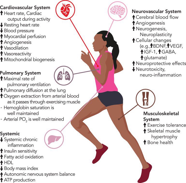 Fernando de la Guía (@cardio_delaguia) on Twitter photo Mecanismos y beneficios de la rehabilitación cardíaca en personas con accidente cerebrovascular: papel emergente de su impacto en la mejora de la salud cardiovascular y neurovascular
<a href="/Ergoespiro_SEC/">Grupo Trabajo Ergoespirometría SEC</a> <a href="/preventiva_SEC/">Cardiología Preventiva</a> <a href="/SORECAR_es/">SORECAR</a>
ncbi.nlm.nih.gov/pmc/articles/P… Mecanismos y beneficios de la rehabilitación cardíaca en personas con accidente cerebrovascular: papel emergente de su impacto en la mejora de la salud cardiovascular y neurovascular
<a href="/Ergoespiro_SEC/">Grupo Trabajo Ergoespirometría SEC</a> <a href="/preventiva_SEC/">Cardiología Preventiva</a> <a href="/SORECAR_es/">SORECAR</a>
ncbi.nlm.nih.gov/pmc/articles/P…