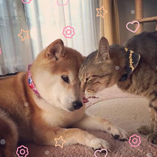 GinnanARMY's tweet photo. @elonmusk @cb_doge RIP KABOSU!
May Our Brother Rest In Peace! $GINNAN https://t.co/Cd87bwn2yR