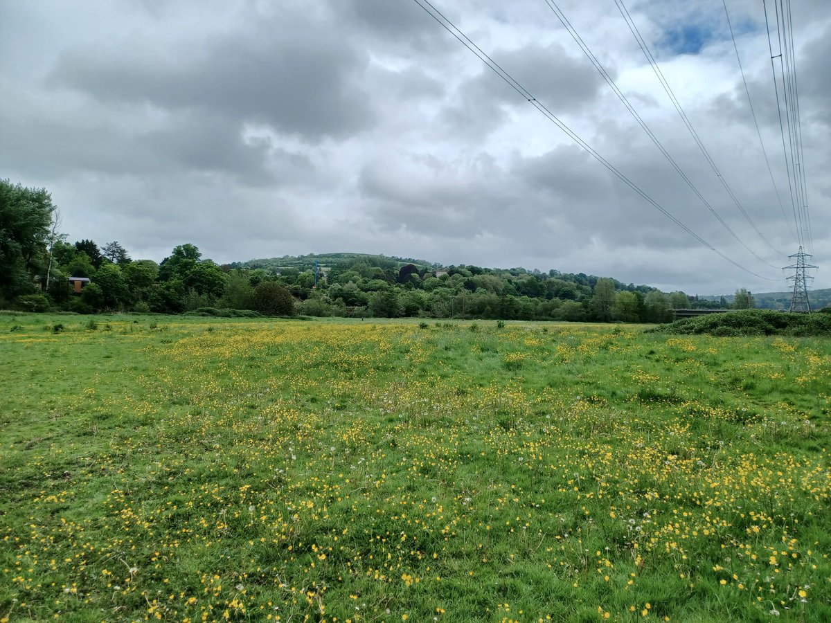 Bathampton Meadows carried out an annual bird survey. Recording breeding birds, this year the team spotted birds not previously recorded such as coal tit, a mistle thrush, and a flock of house martins. 📷 NTI/Chuck Eccleston, Sarah D #EveryoneNeedsNature