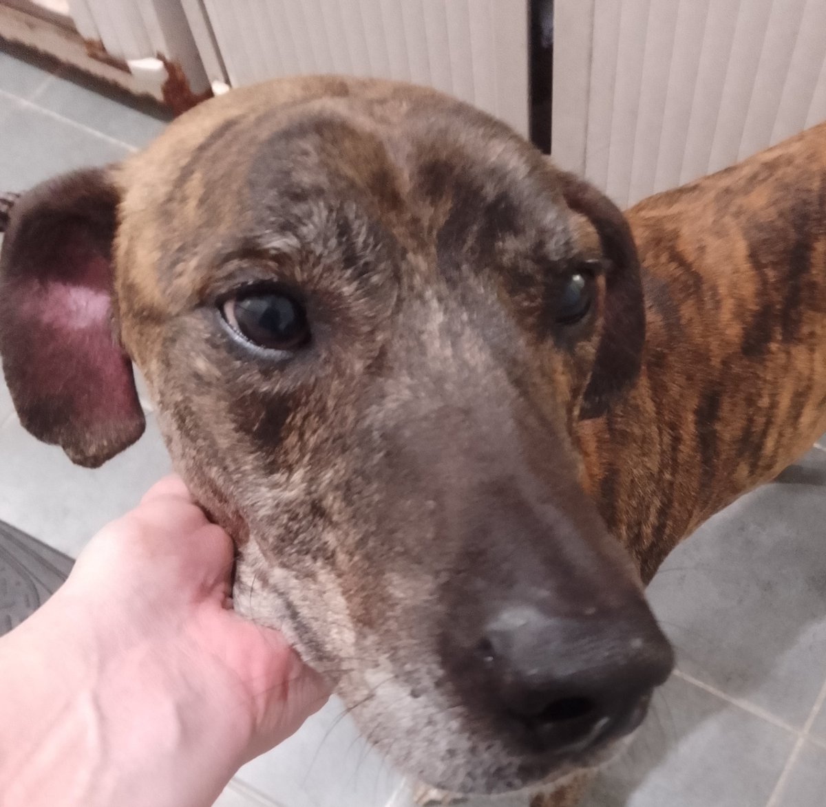 Urgent, please retweet to help find the owner or a rescue space for this stray dog, found/abandoned #GREENWICH #LONDON #UK 🆘 Male, Greyhound, he is not chipped. Found 17 May. Now in a council pound for 7 days, please share widely as he could be missing or stolen from another