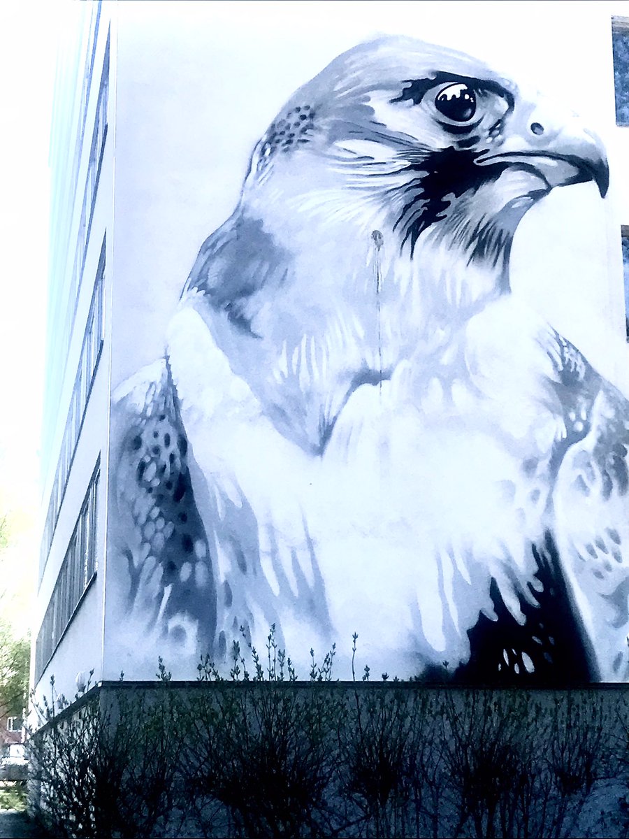 Maakotka- Aquila chrysaetos - Golden Eagle 🦅✨

Street art from Oulu 🇫🇮

📸 24.5.24 mine