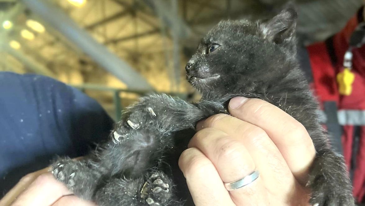 « Chaque vie compte ». Les pompiers du @Sdis59 sont intervenus pour sauver une chatte et ses 4 chatons coincés… dans un silo à blé ! Après 2 heures d’intervention, les animaux sont sains et saufs. 👏 30millionsdamis.fr/actualites/art…