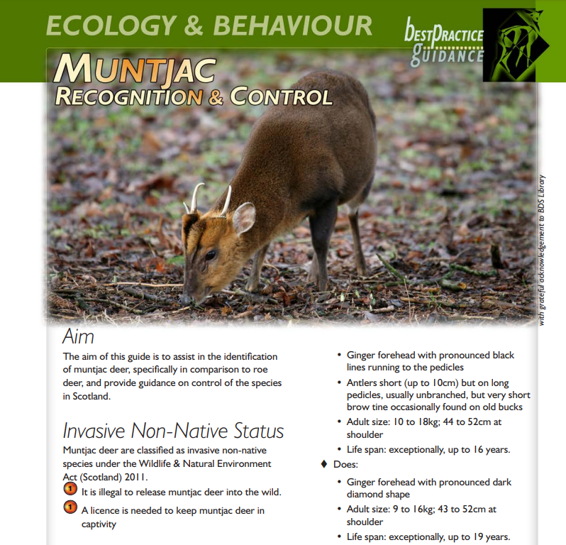 WDBPGuides's tweet photo. 🏴Its #INNS week so an opportunity to remind everyone of our species specific guidance!
You can find guidance on the #ecology and #behavour of #muntjac #sika #fallow and our native species #reddeer and #roe
🌐Full Guidance found here;
https://t.co/mSBjpAbyFX
#deer #education https://t.co/5bHw3o5hNz