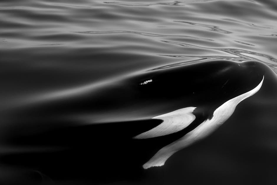 This #RSOS paper proposes that two ecotypes of #KillerWhale are elevated to full species status. Read the full article here: ow.ly/IM4p50R8sCh