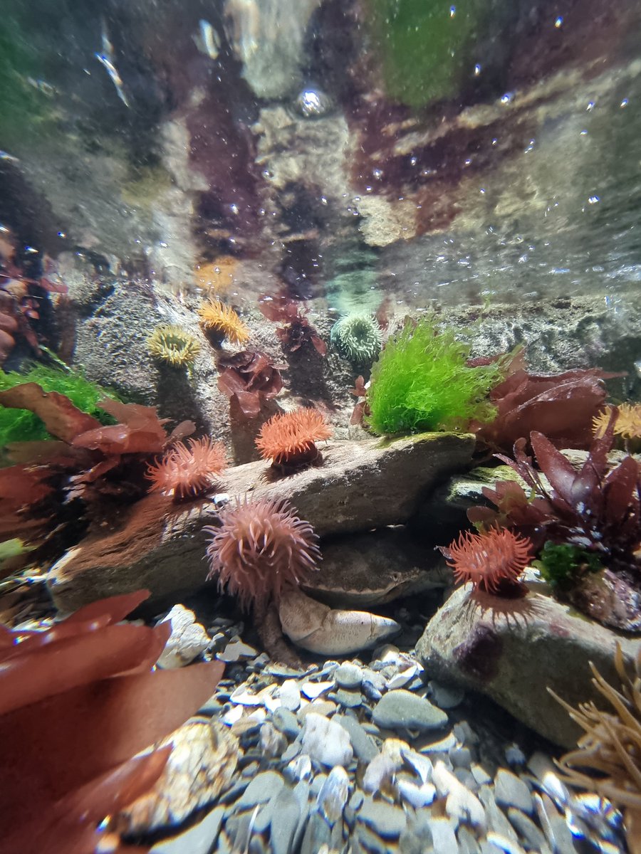 We're open every day through the #bankholiday weekend and #halfterm from 10am - 4pm. Come and discover some of the amazing marinelife from around North Devon
