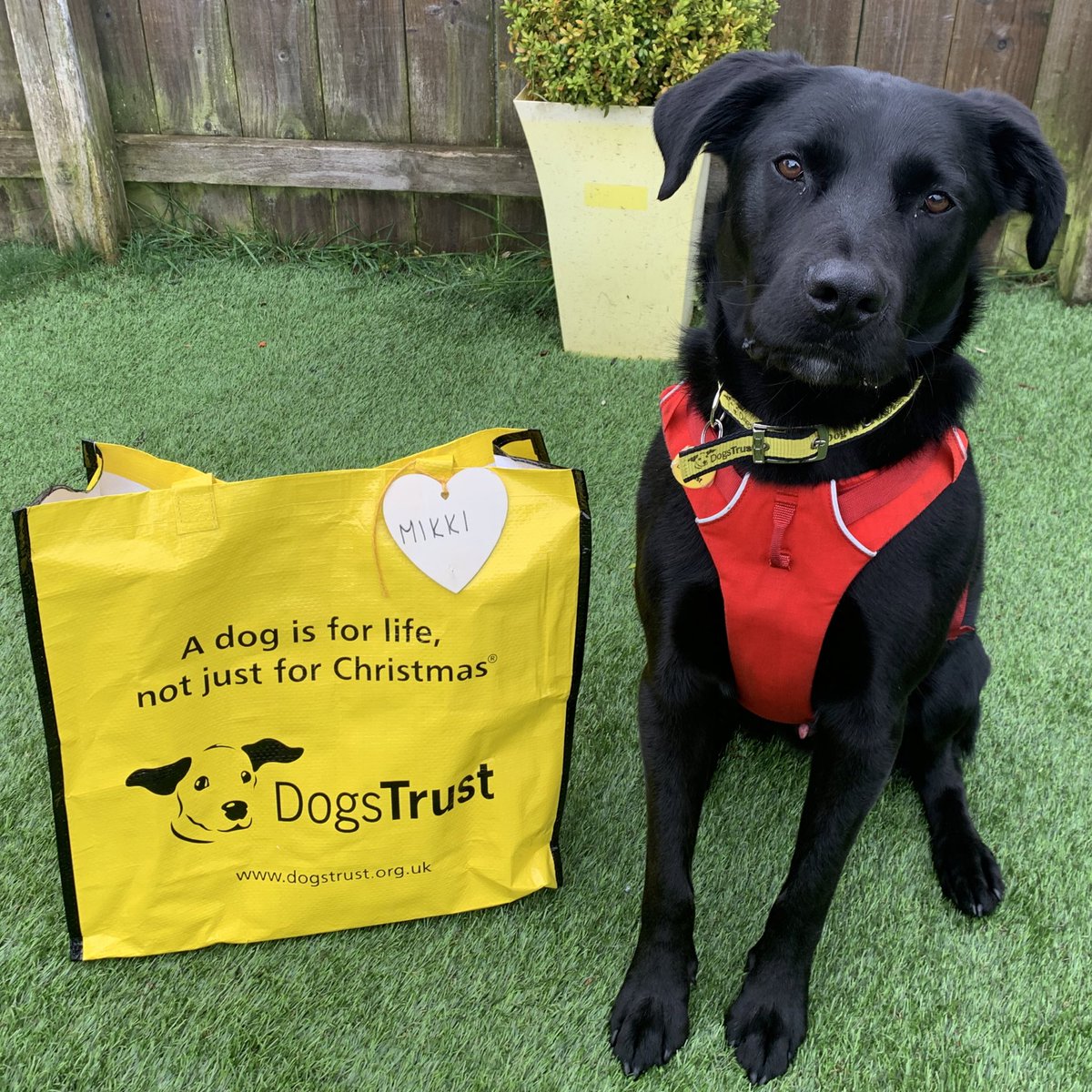 Handsome boy Mikki was so excited to pack up his big yellow bag 💼 wave goodbye to his foster carers 👋🏻 and head off to his new forever home 🥰 #BigYellowBagDay #AdoptDontShop #ADogIsForLife @dogstrust