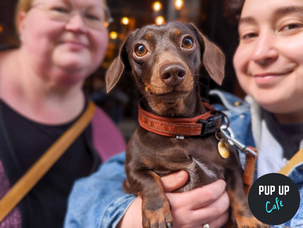 Dog Meat Trade Dachshund Rescue & Support Group (@dmtdrsg) on Twitter photo There are still tickets left for this Saturdayβs Dachshund Cafe Birmingham!!
Imagine a room full of daxies, unlimited puppacinos & treats, toys and photo ops. And our stall full of goodies, doing what we can for the next flight βοΈ
<a href="/PupUpCafe/">Pup Up Cafe π</a>
pupup.cafe/event/dachshunβ¦ There are still tickets left for this Saturdayβs Dachshund Cafe Birmingham!!
Imagine a room full of daxies, unlimited puppacinos & treats, toys and photo ops. And our stall full of goodies, doing what we can for the next flight βοΈ
<a href="/PupUpCafe/">Pup Up Cafe π</a>
pupup.cafe/event/dachshunβ¦