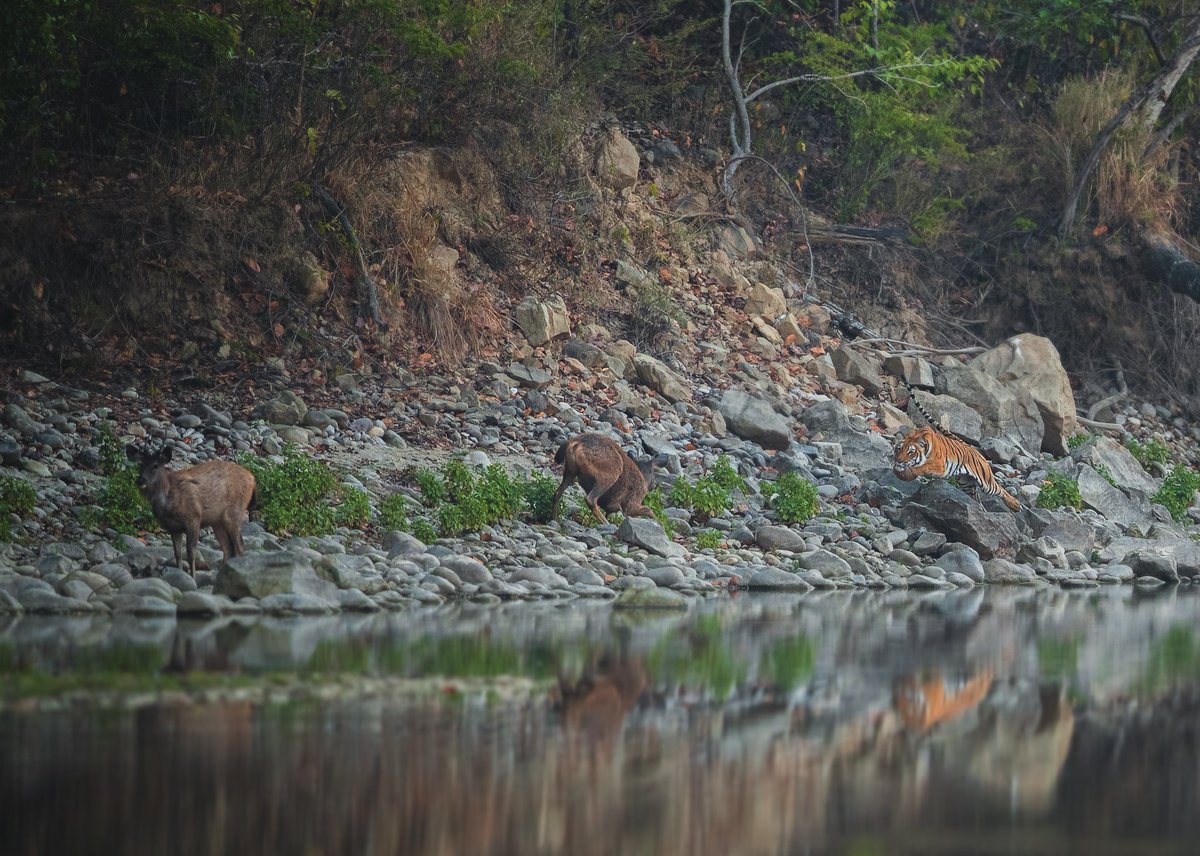 That moment .... #indiAves #wildlife #photography #Travel #safari