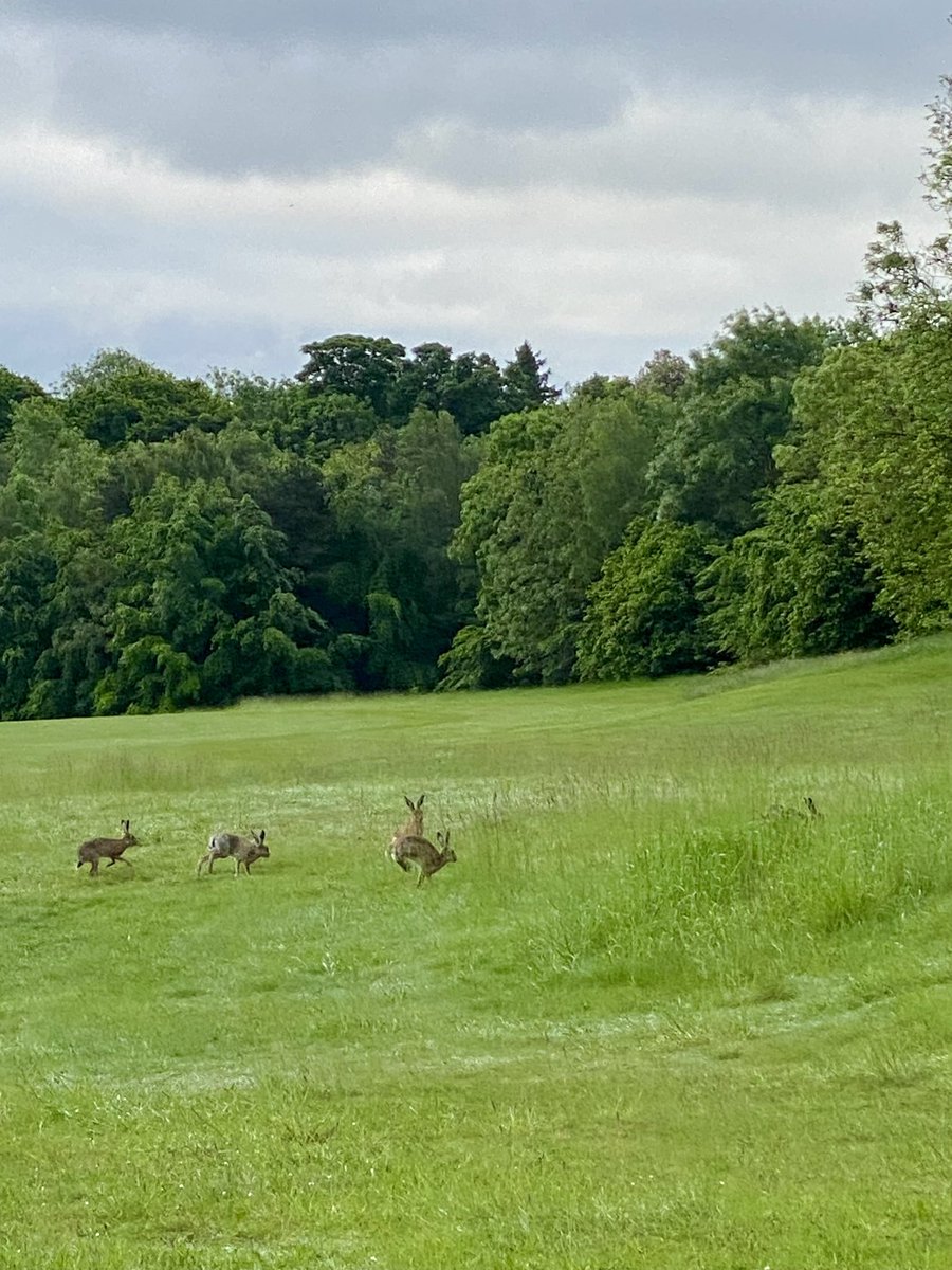This week on the Wandlebury golf course <a href="/gogmagog_golf/">The Gog Magog G.C.</a> club it’s been another week of consistent mowing on all surfaces in all weather conditions to keep on top of the growth. A lot of bunker work has been undertaken also to get the course ready for the 36 hole trophy ⛳️