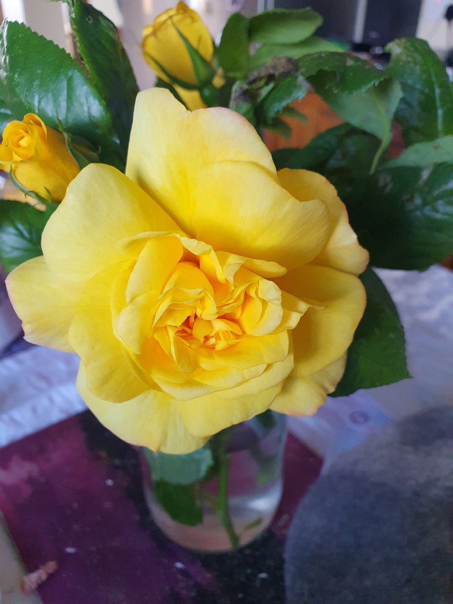 Mo bhláthanna is fearr . . . rósanna buí 😍

My favourite . . . yellow roses
#SaolTríGhaeilge #EverydayIrish #GaeilgeGachLá #IrishEveryDay #Taithí #Cuimhneacháin #Spreagadh #Dialann #IrishDiary #IrishDiaryDotIE
