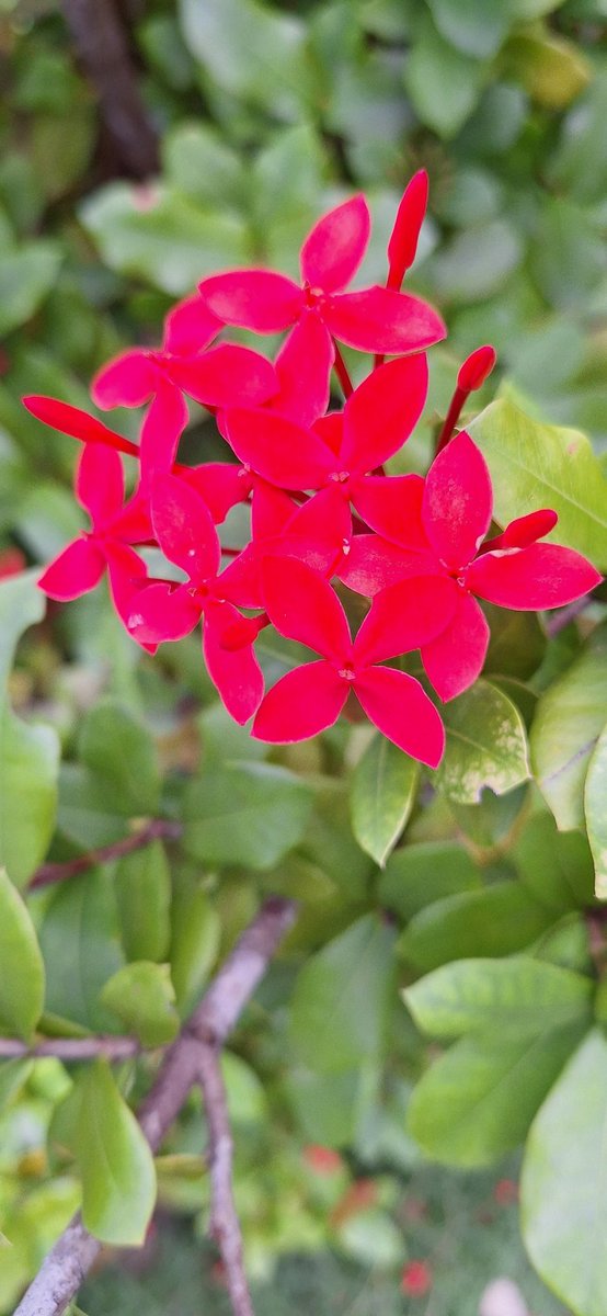MrIncrediBleHT_'s tweet photo. 🌤 Ce matin, pendant la montée du soleil...😁
🌷🪻
#flowers #inmyhouse
📸 : Me https://t.co/2i73fvrfBO