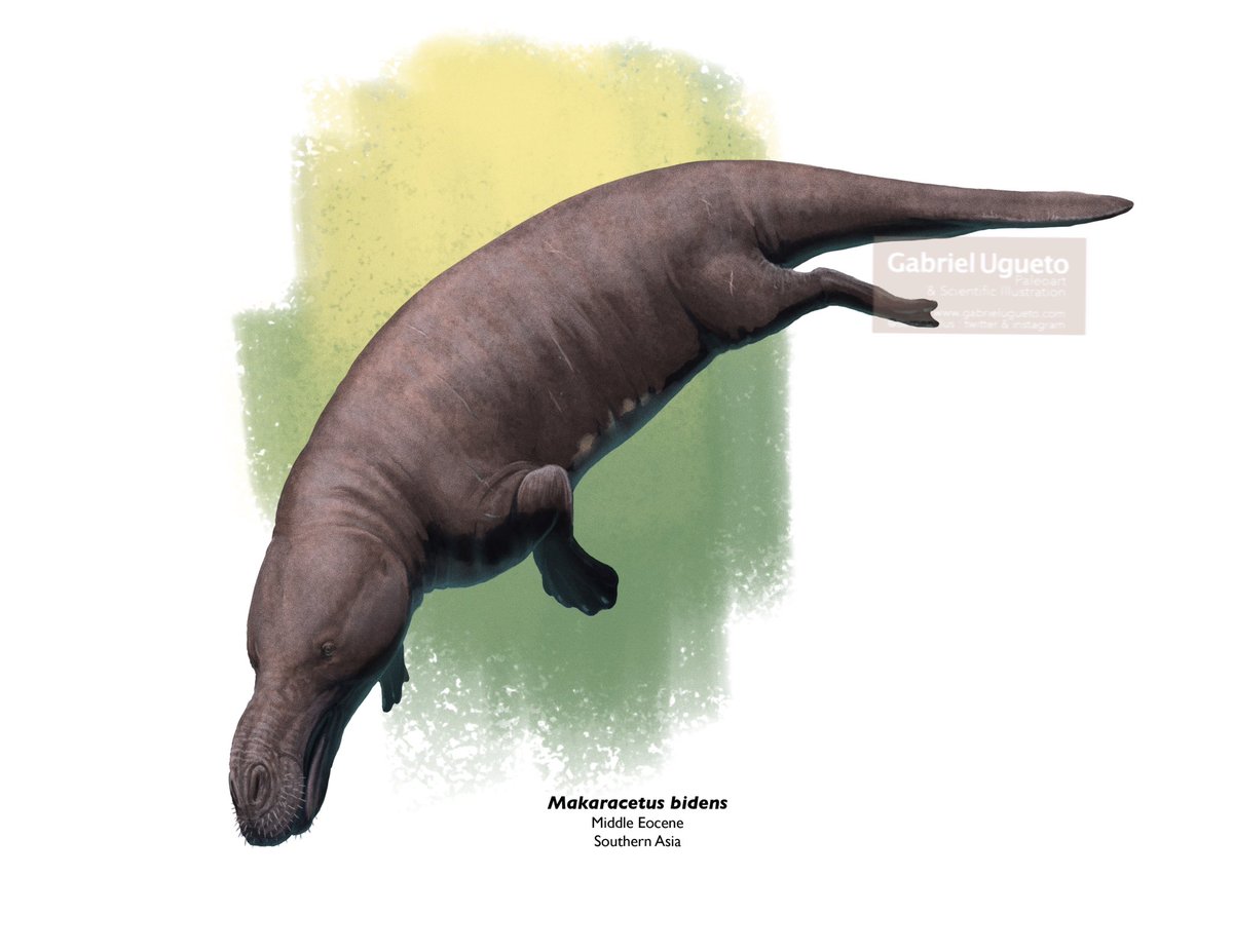 One of the weirdest basal cetaceans, Makaracetus