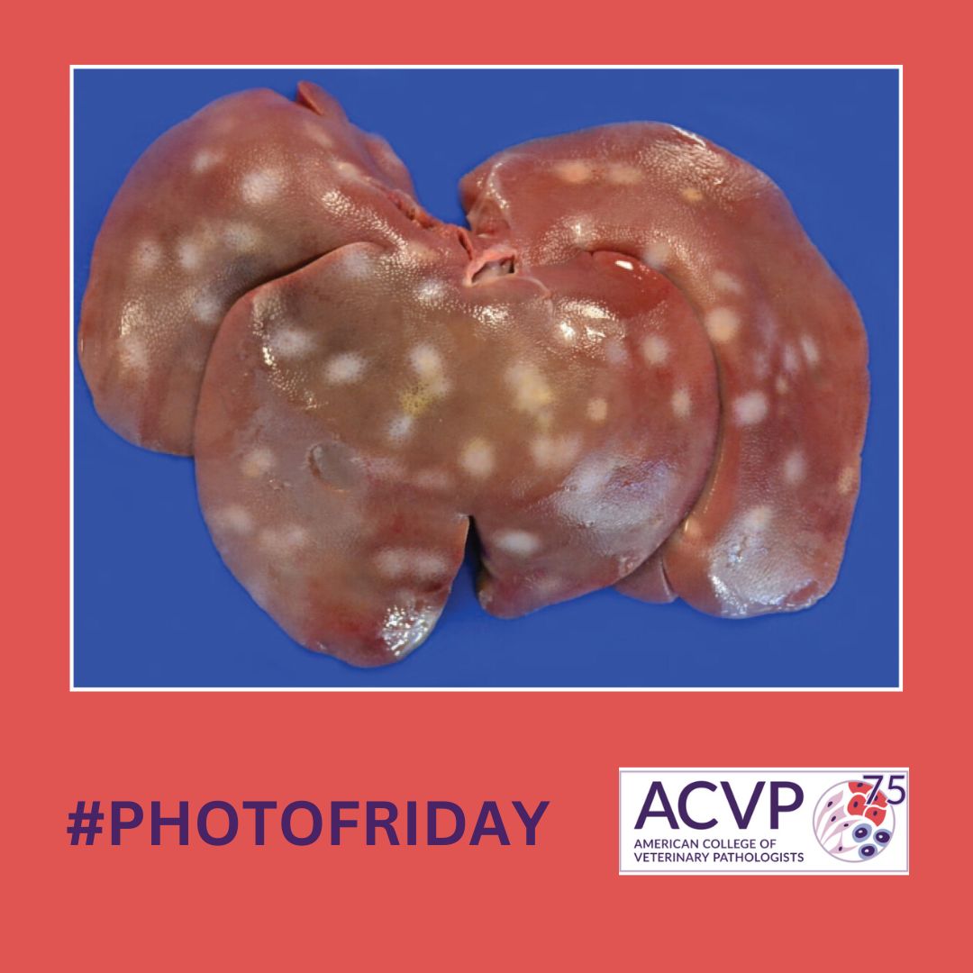 American College of Veterinary Pathologists tweet media
