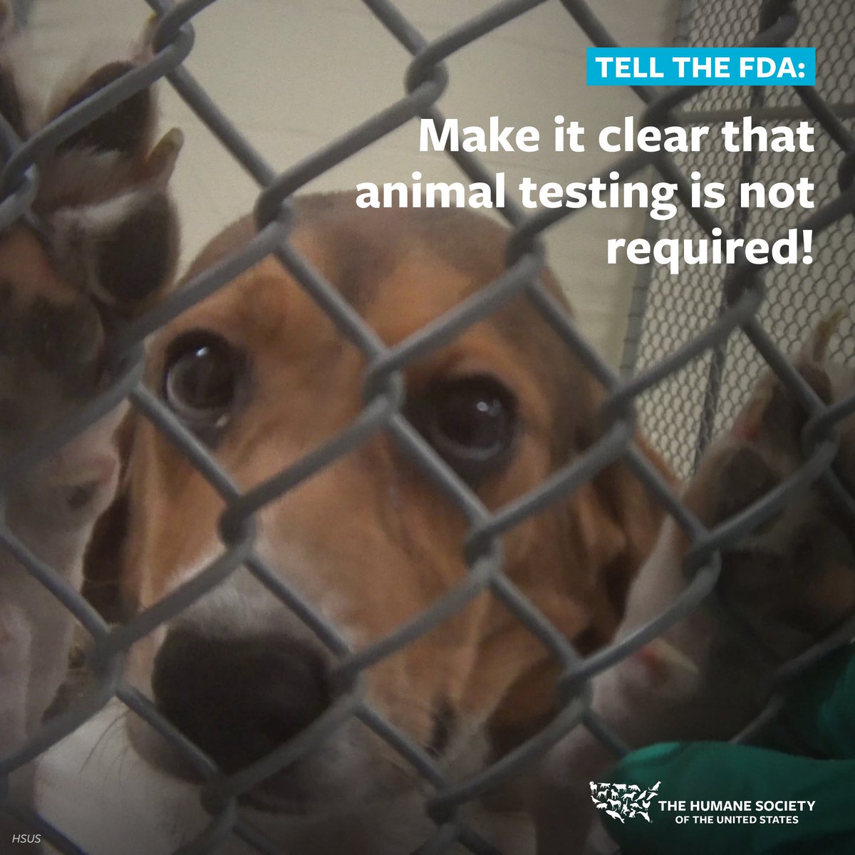 Every day, countless animals suffer in painful experiments due to a flawed drug approval process. These tests are both cruel and inaccurate. The @US_FDA can stop this. Urge them to help #EndAnimalTesting by making it clear to drug companies that animal testing is NOT required: