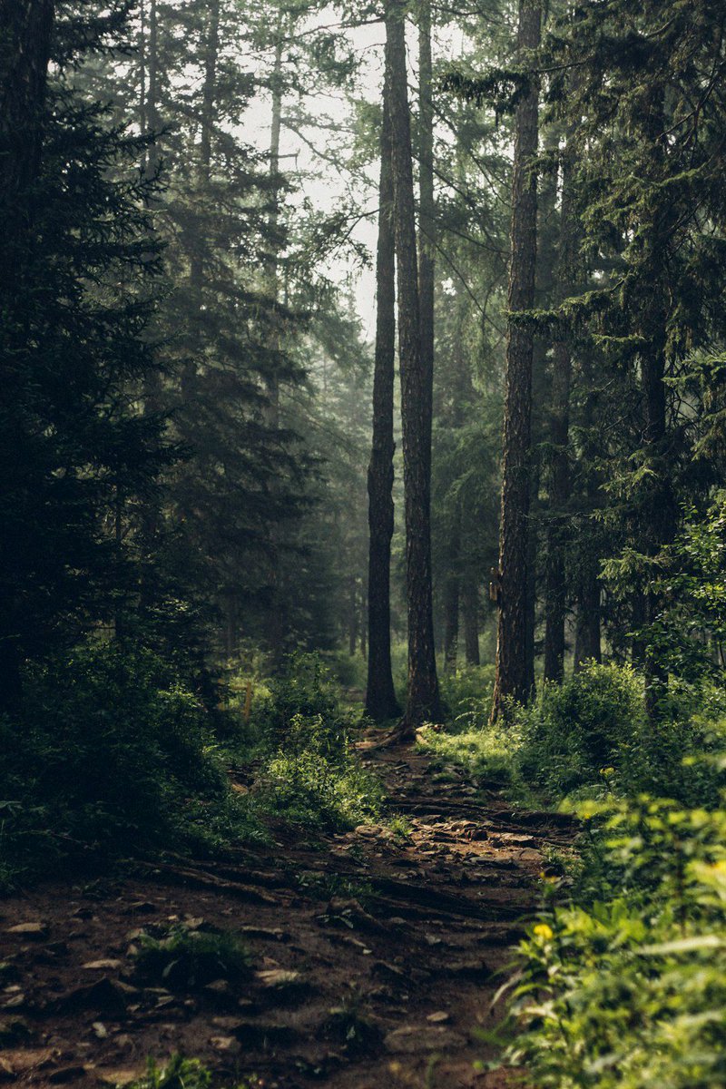 Los bosques: pulmones del planeta, hogar de la vida, de miles de especies, fuente de recursos: agua pura, aire limpio, guardianes del clima ¡Cuidarlos es nuestro deber!
#AltoALosIncendiosForestales
#NoMásIncendiosForestales
#RespetaElPORU
#ElÁvilaSinBicicletas
#ElÁvilaSinMascotas