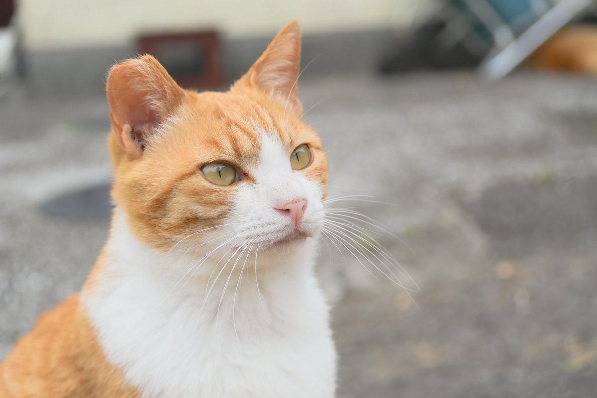 「lady sky」

#nikon 
 #nikonz50 
 #nikonphotos 
 #yourshotphotographer 
 #photography_makes_us_happy 
 #my_eos_photo 
 #cats_of_world 
 #catlover 
 #catphoto 
 #straycat 
 #photogram 
 #photography 
 #lightroom 
 #lightroomphotography