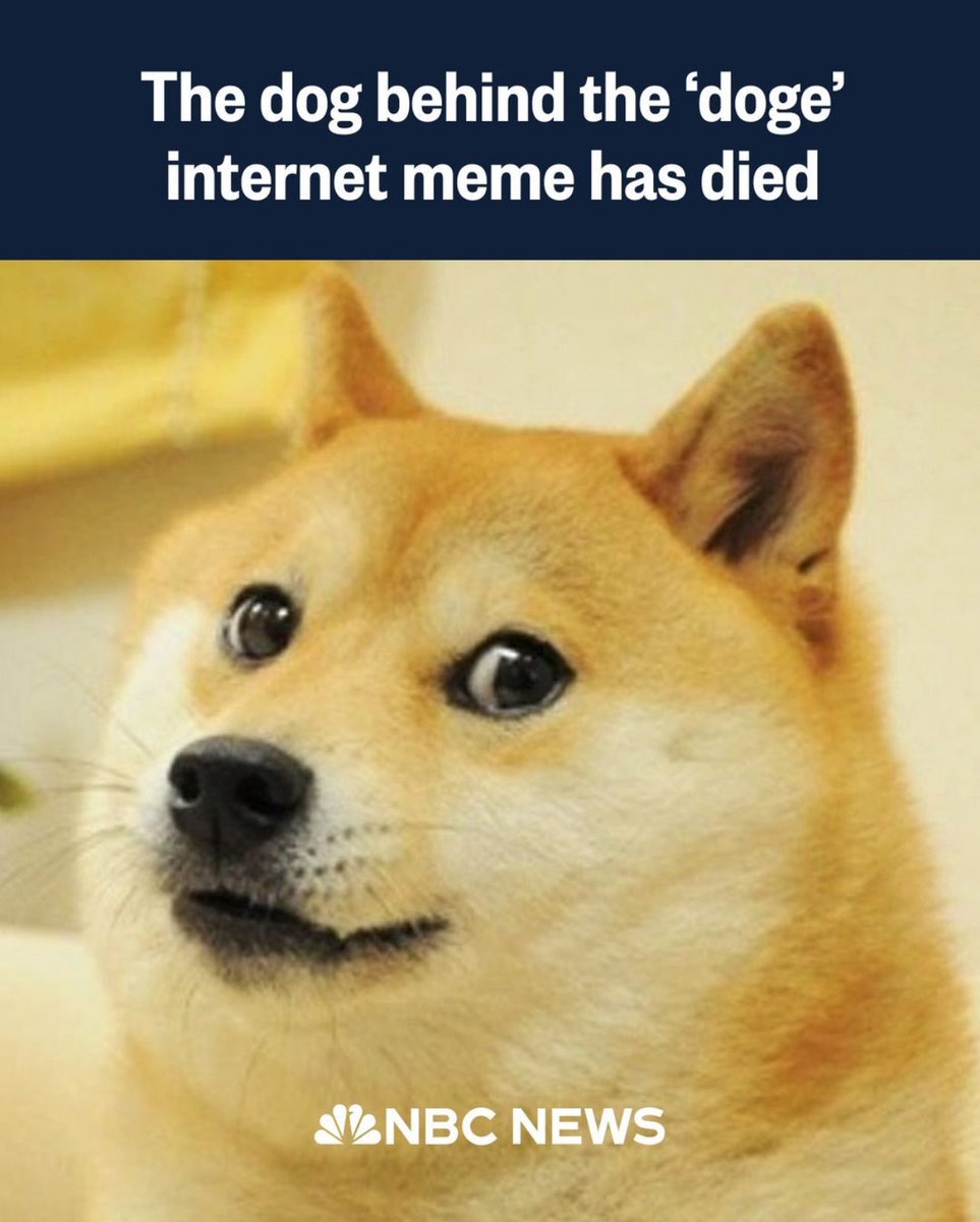 Kabosu, the shiba inu dog whose quizzical expression starred in an array of  \, image size:963x1200