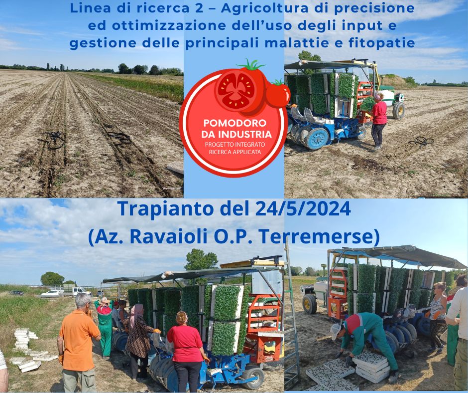 🍅O.P. Terremerse: Trapianto del 24 maggio 2024 presso azienda agricola Ravaioli.
🔬Progetto integrato di ricerca applicata sul pomodoro da industria.