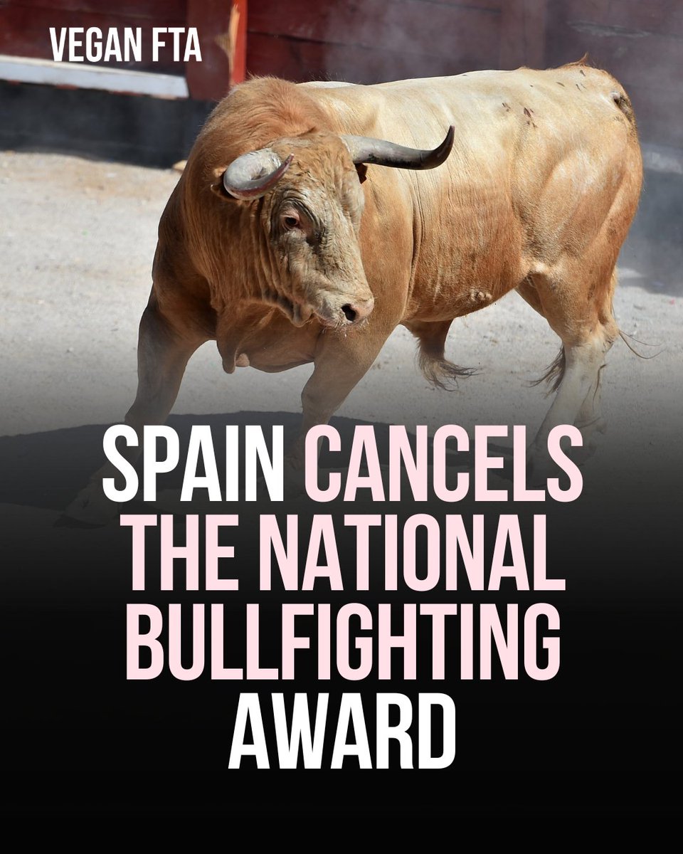 The Culture Ministry of Spain has scrapped the traditional annual bullfighting award, which was a 30,000-euro government cheque given to famous people of the bullfighting industry. 🐂👏 👉️ Read more: veganfta.com/2024/05/14/spa… #spain #bull #bulls #bullfighting #tradition #vegan