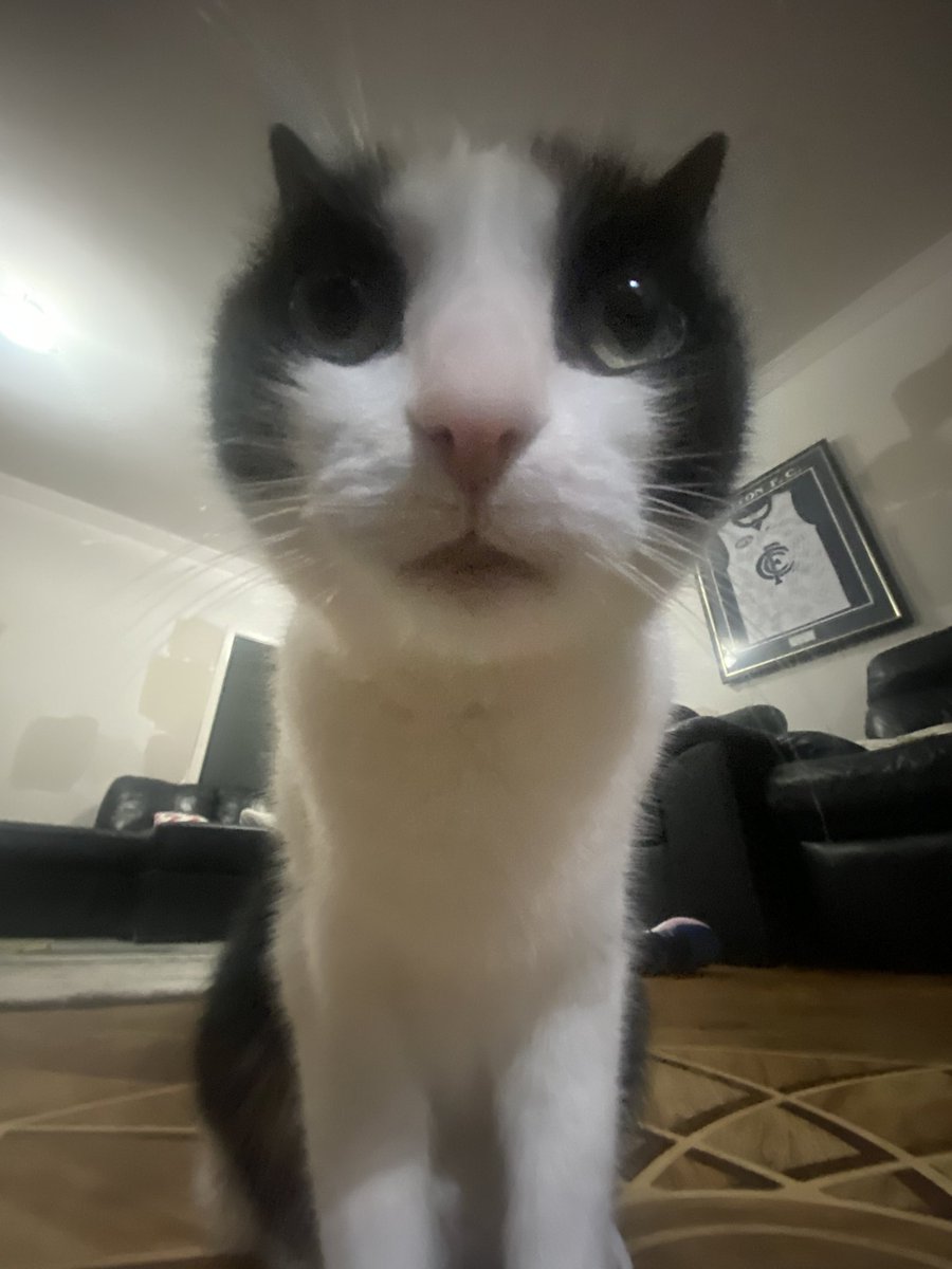 KipThe_Cat's tweet photo. His eyes go in different directions sometimes https://t.co/d4NX94bBaw