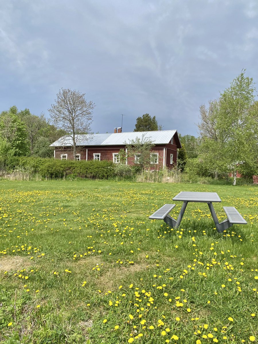 Voikukka on vallannut nurmen☀️