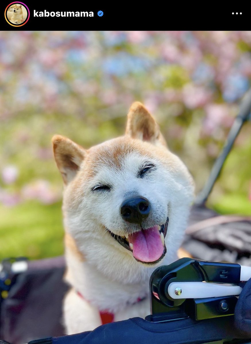 Kabosu aka “Doge”passed away last night. 

She was 18 years old 🙏